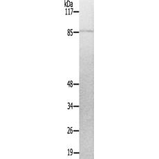 兔抗PRKG2(Ab-126)多克隆抗体