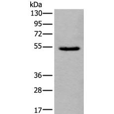 兔抗ORAI1(L2)多克隆抗体