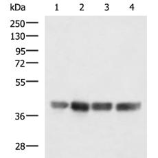 兔抗MRPS35多克隆抗体
