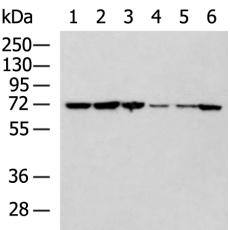 兔抗NOP58多克隆抗体