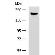 兔抗PDS5B多克隆抗体
