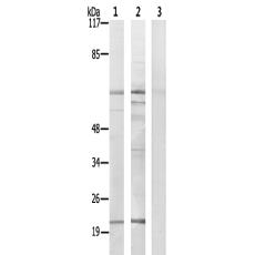 兔抗MOB3C多克隆抗体