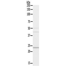 兔抗NDFIP1多克隆抗体