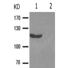 兔抗NOS1(Phospho-Ser852)多克隆抗体