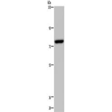 兔抗NR4A1多克隆抗体