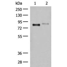 兔抗STT3A多克隆抗体