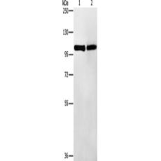  兔抗TLR1多克隆抗体   