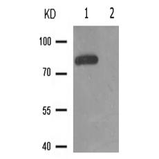 兔抗NR3C1(Phospho-Ser226)多克隆抗体