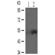 兔抗SMAD3 (Phospho-Ser425)多克隆抗体