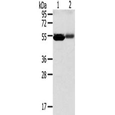  兔抗SLC17A1多克隆抗体