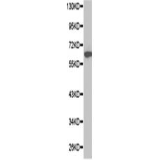 兔抗STIP1多克隆抗体