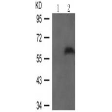 兔抗SMAD1 (Phospho-Ser206)多克隆抗体  