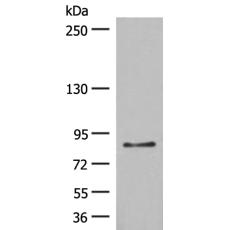 兔抗TAS1R3多克隆抗体  
