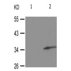 兔抗STX1A(Phospho-Ser14) 多克隆抗体 