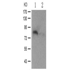 兔抗STAT4 (Phospho-Tyr693) 多克隆抗体  