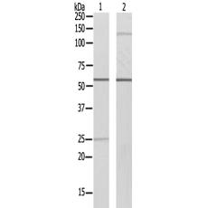  兔抗SRSF4多克隆抗体 