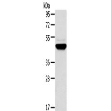  兔抗TM7SF2多克隆抗体   