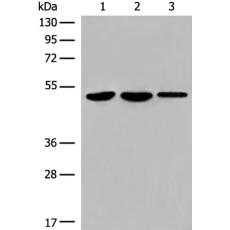 兔抗TFCP2多克隆抗体   