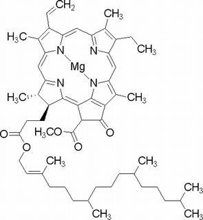 叶绿素镁