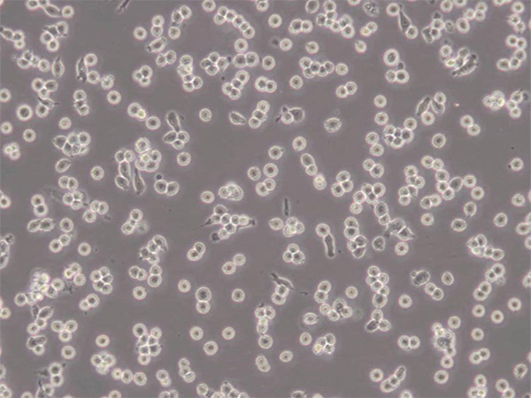 HPB-ALL（T细胞白血病细胞）
