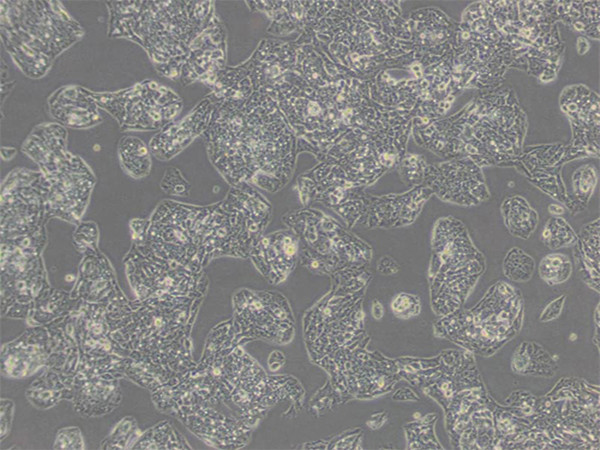 THP1（单核细胞型淋巴瘤细胞）