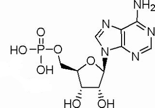 5´-腺苷一磷酸