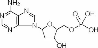 2′-脱氧腺苷-5′-单磷酸