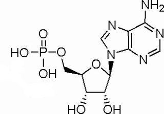 5´-腺苷酸