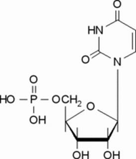 尿苷-5′-单磷酸