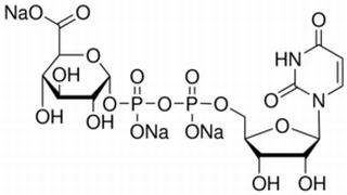 尿苷二磷酸-α-葡糖醛酸