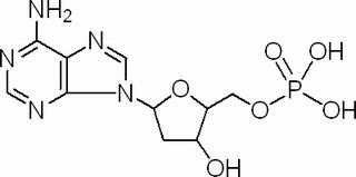 脱氧腺苷单磷酸