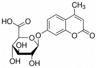 4-甲基伞形酮-D-葡萄糖醛酸苷