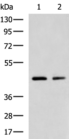 小鼠抗ACTIN (plant)单克隆抗体