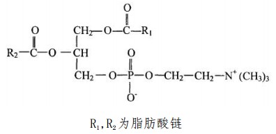 蛋黄磷脂酰胆碱