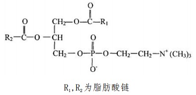 蛋黄磷脂酰胆碱