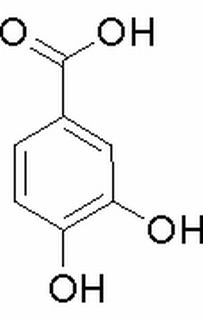 原儿茶酸