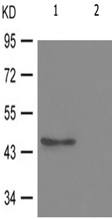 兔抗GATA3(Phospho-Ser308) 多克隆抗体  