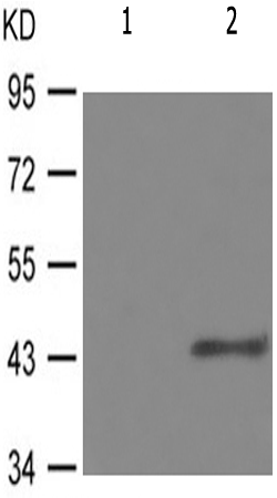 兔抗GATA4(Phospho-Ser105) 多克隆抗体  