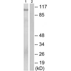 兔抗GAB2(Phospho-Ser159) 多克隆抗体 