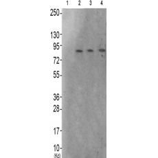 兔抗GAB2(Phospho-Ser623) 多克隆抗体 