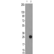 兔抗GAB2(Phospho-Tyr643) 多克隆抗体 