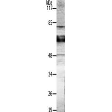 兔抗GAD12多克隆抗体 