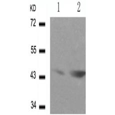  兔抗GATA1 (Phospho-Ser142)多克隆抗体    