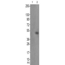兔抗GATA2(Phospho-Ser401) 多克隆抗体  