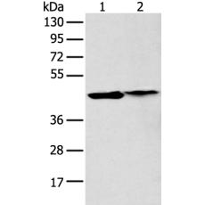 兔抗GDF11多克隆抗体