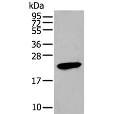 兔抗GKN1多克隆抗体   