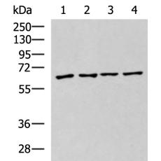 兔抗ZNF8多克隆抗体