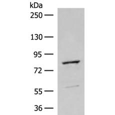  兔抗TTC12多克隆抗体