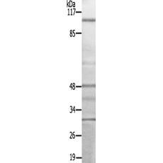 兔抗TTK(Ab-676) 多克隆抗体   