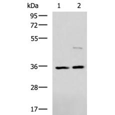 兔抗U2AF1多克隆抗体